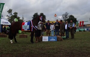 Pora Idiota triunfó como el Gran Campeón y Kuñatai como la Gran Campeona Criolla