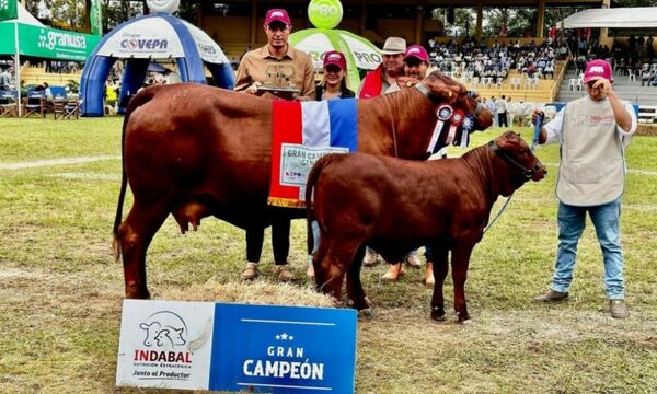 Tacuara tiene a la mejor vaca Senepol del país