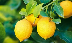 Las propiedades del limón | Telefuturo