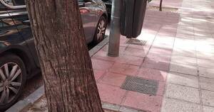 La Nación / Viral: gato perdido fue encontrado bajo su cartel de “Se busca”