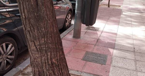 La Nación / Viral: gato perdido fue encontrado bajo su cartel de “Se busca”
