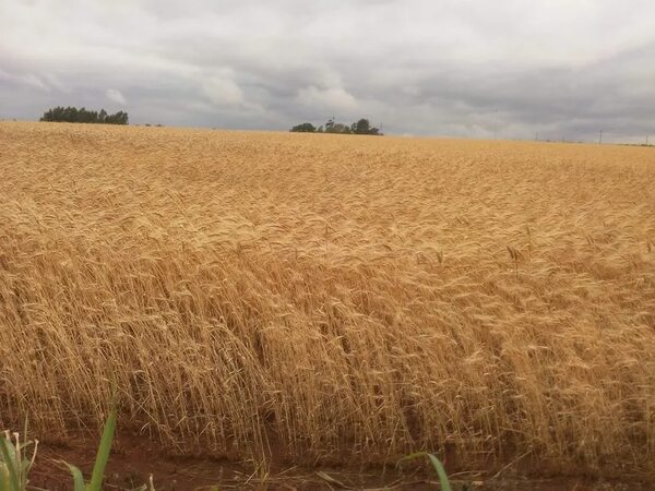 “Pan sin veneno”: panaderos y cocineros piden prohibir el “trigo transgénico” HB4 - Nacionales - ABC Color
