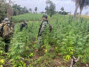 Estiman la destrucción de 300 toneladas de droga entre Concepción y Amambay