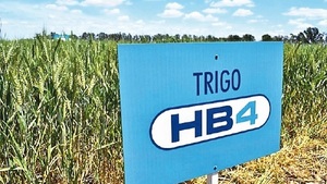 Trigo HB4: Controversial transgenico aprobado recientemente