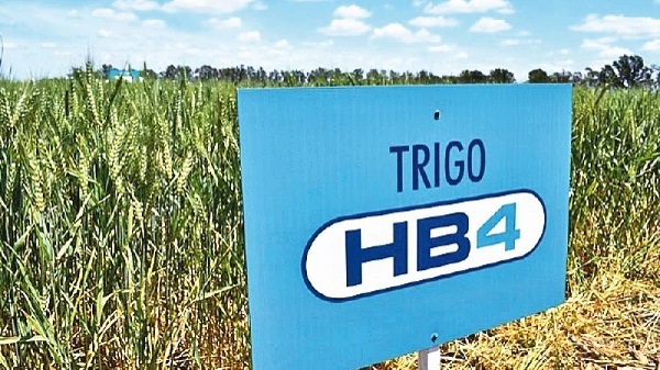 Trigo HB4: Controversial transgenico aprobado recientemente