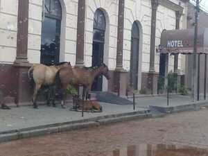 Municipalidad asegura que ahora sí iniciará combate al problema de animales sueltos | Radio Regional 660 AM