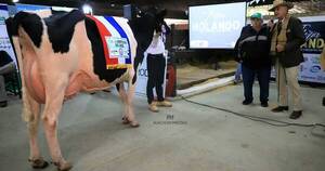 La Nación / Feria Holando: remataron vaquillas preñadas de alta genética con semen sexado