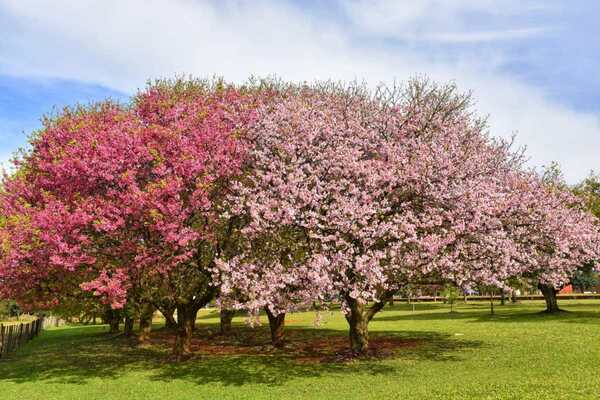 FLORES DE CEREZO EN LA PAZ ATRAE TURISTAS CON COLORIDO ESPECTÁCULO