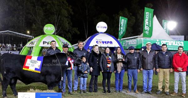 La Nación / Ganadera Sofía logró Reservado de Gran Campeón con raza angus