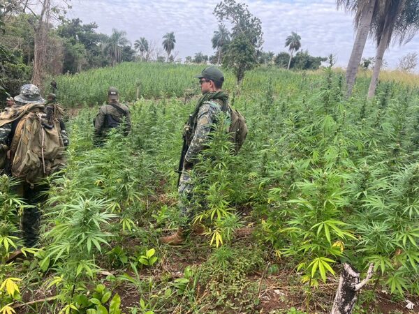 Estiman la destrucción de 300 toneladas de droga entre Concepción y Amambay