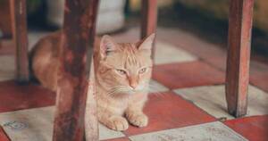 La Nación / ¿Cómo saber si un gato no te quiere? Estos son los comportamientos más reveladores