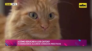 Video: ¿Cómo educar a los gatos? - Ensiestados - ABC Color