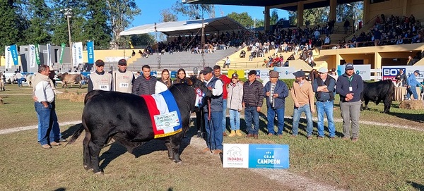 Se premiaron Brangus que son “fieles reflejos de lo mejor de la raza en América Latina”