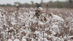 Acuerdo genera nuevas oportunidades comerciales para la industria del algodón en Paraguay