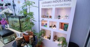 La Nación / Cultivo de cáñamo llega hoy a 14 departamentos del país