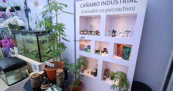 La Nación / Cultivo de cáñamo llega hoy a 14 departamentos del país