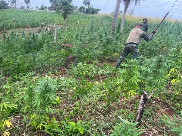 Destruyen más de 300 toneladas de droga entre Amambay y Concepción | 1000 Noticias