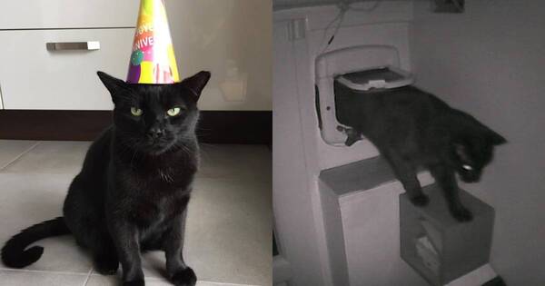 La Nación / Pépito es el gato negro que se volvió furor en Twitter