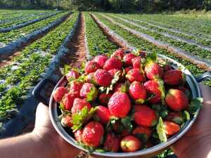 Diario HOY | Arrancó la Expo Frutilla, el evento que deleita paladares