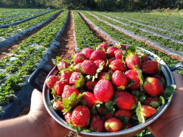 Diario HOY | Arrancó la Expo Frutilla, el evento que deleita paladares