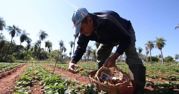 La Nación / Se inauguró la Expo Frutilla en Areguá y atrae el formato “coseche y pague”