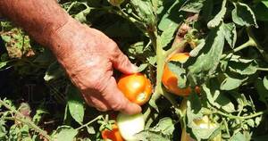 La Nación / Producción de tomate en invernadero puede ayudar a mejorar rentabilidad