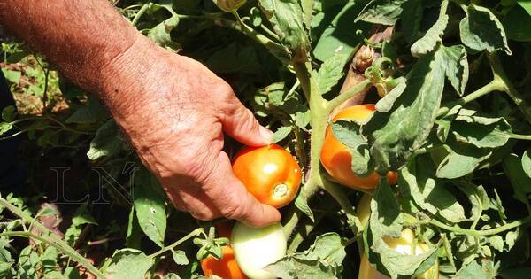 La Nación / Producción de tomate en invernadero puede ayudar a mejorar rentabilidad