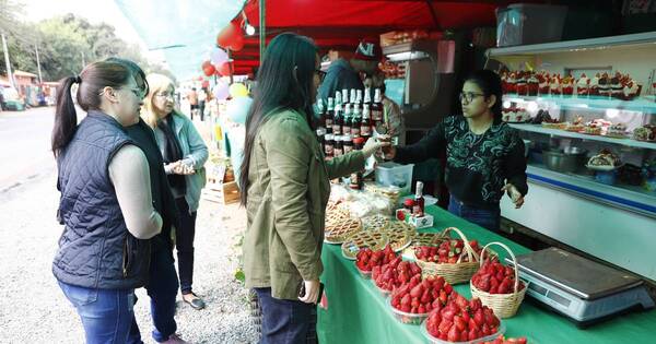 La Nación / Numerosas familias se volcaron a Areguá para comprar frutilla