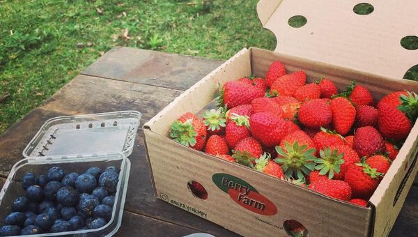 Mina de oro rojo en San Pedro: allí Berry Farm cultiva frutillas y frambuesas (son agroecológicas)