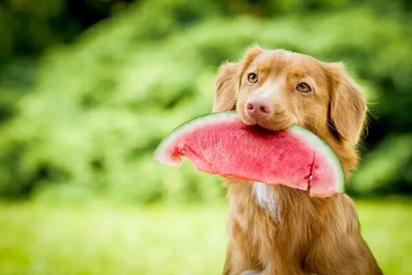Mascotas: ¿Qué frutas pueden comer los perros? - Mascotas - ABC Color