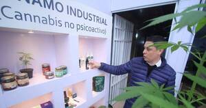 La Nación / Cultivo de cáñamo llega hoy a 14 departamentos