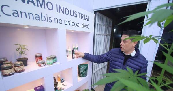 La Nación / Cultivo de cáñamo llega hoy a 14 departamentos