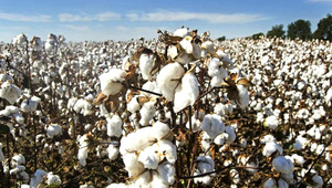 Avizoran una “explosión económica” tras alianza para industrializar algodón - La Clave
