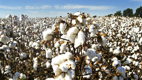 Avizoran una “explosión económica” tras alianza para industrializar algodón - La Clave