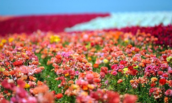 Soñar con flores | Telefuturo