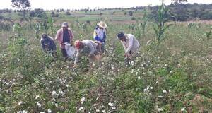 Industrias textiles pretenden producir hilos con algodón chaqueño