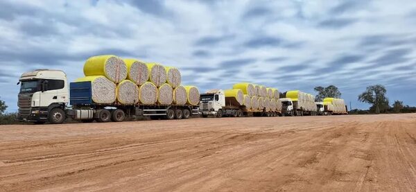 Chaco: rubro del algodón, el “oro blanco”, retoma fuerza en la región  - Noticias del Chaco - ABC Color