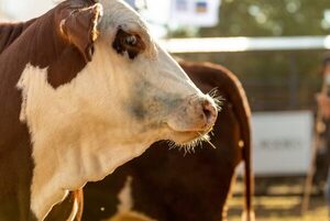 Braford realiza hoy lunes el remate de Reproductores a Campo y Bozal en la Expo MRA