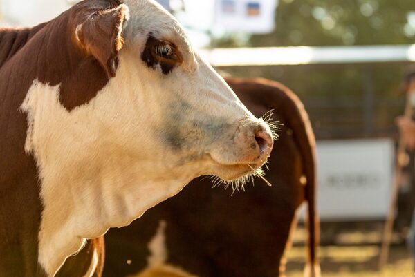 Braford realiza hoy lunes el remate de Reproductores a Campo y Bozal en la Expo MRA