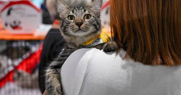 La Nación / Gripe aviar en Polonia: la OMS alerta de un número “elevado” de gatos infectados