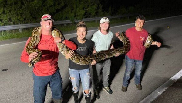 ¡Insólito! Capturan a pitón de casi 6 metros de largo en Florida