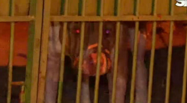 Vecinos denuncian que un Pitbull los tiene atemorizados - SNT