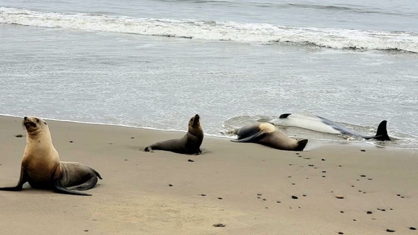Diario HOY | Intoxicación sin precedentes de animales marinos en California