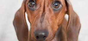 Mascotas: ¿Cómo podemos prevenir la otitis? - Mascotas - ABC Color