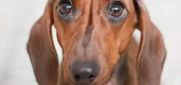 Mascotas: ¿Cómo podemos prevenir la otitis? - Mascotas - ABC Color