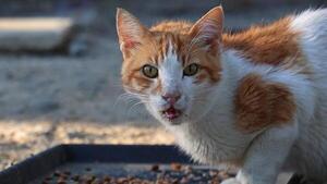 Diario HOY | OMS alerta de un número "elevado" de gatos infectados con gripe aviar