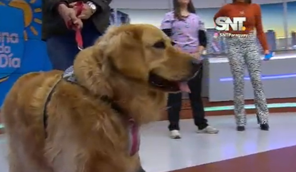 Problemas de piel en las mascotas - SNT