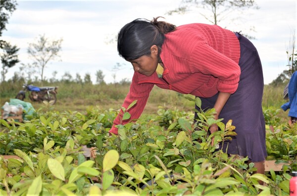INDI entregó plantas de yerba mate y kits de herramientas de producción a 356 familias de comunidades indígenas - .::Agencia IP::.
