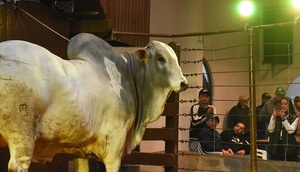 Ferusa vendió toros Nelore a Campo a un promedio de Gs. 30.590.000