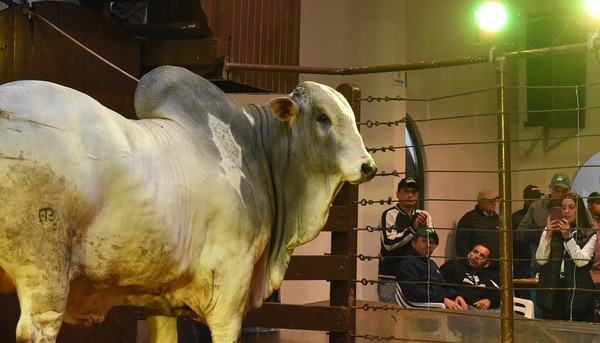 Ferusa vendió toros Nelore a Campo a un promedio de Gs. 30.590.000